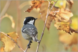 <p>SÝKORA UHELNÍČEK (Periparus ater) /Coal tit - Tannenmeise/</p>
